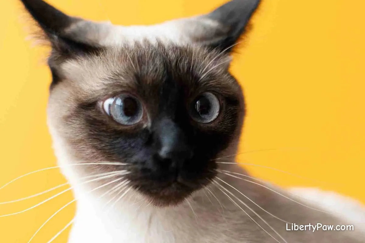 Siamese