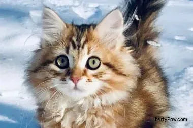 Siberian Cat