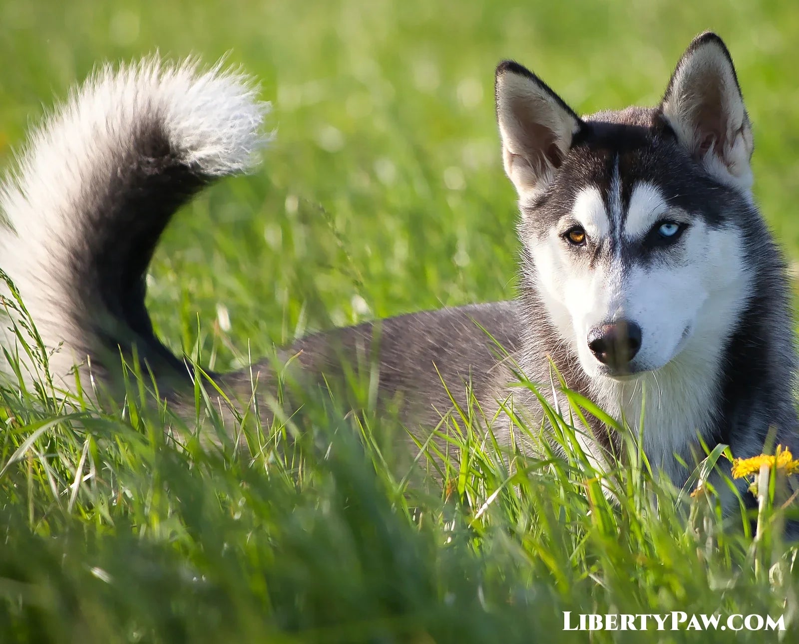 Ultimate Siberian Husky Guide: Traits, Care, Training & Health Tips