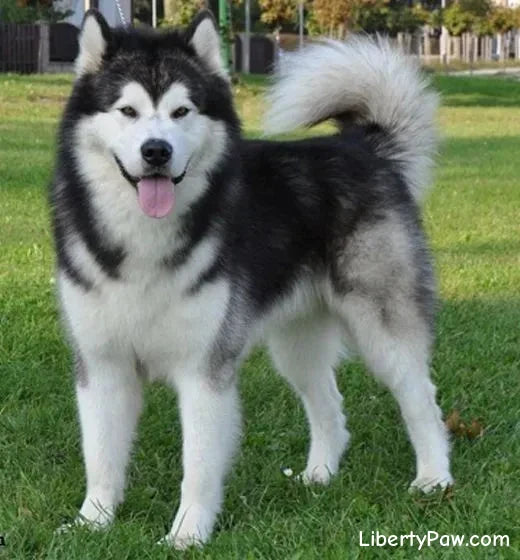 The Siberian Husky Companion Guide