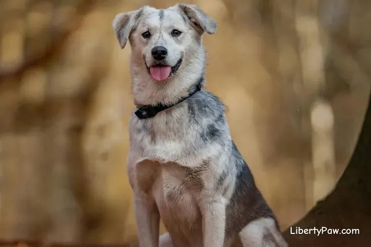 Siberian Retriever