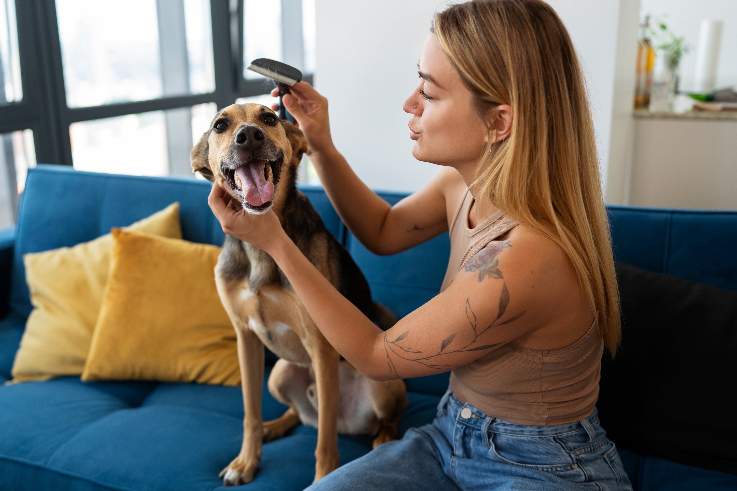 Woman grooming a dog