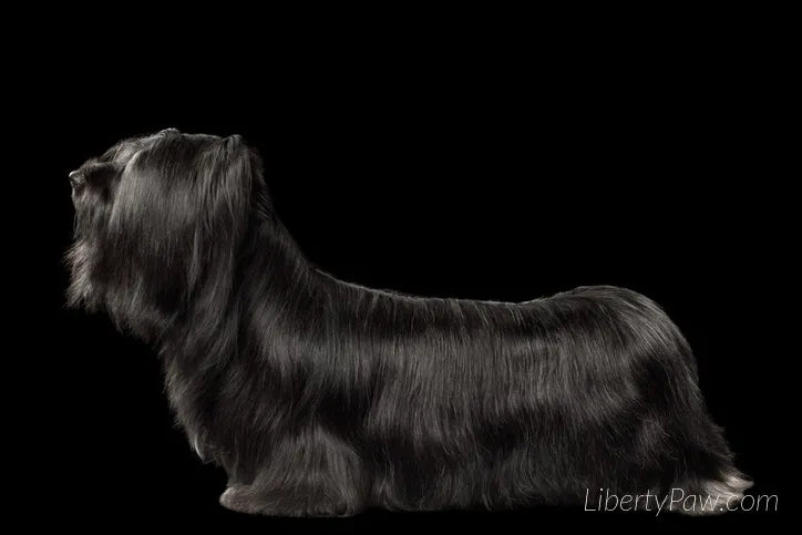 Ultimate Skye Terrier Guide: Traits, Care, Training & Health Tips