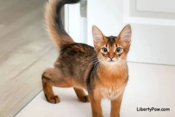 Somali Cat