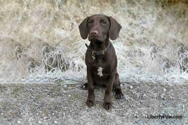 Springador