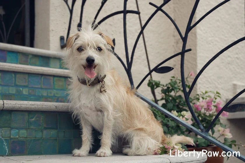 Meet Stevie Licks: The Extraordinary 6 Breed Mix Dog