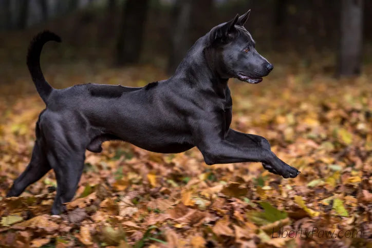 Ultimate Thai Ridgeback Guide: Traits, Care, Training & Health Tips