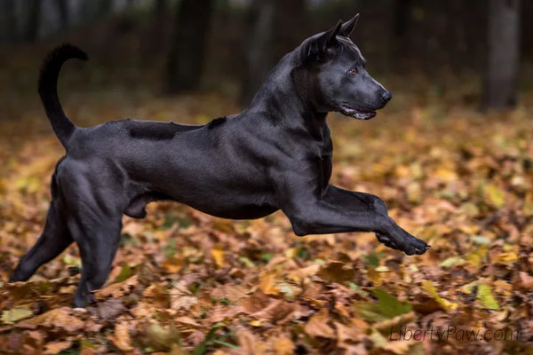 Ultimate Thai Ridgeback Guide: Traits, Care, Training & Health Tips