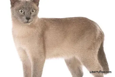 Tonkinese Cat