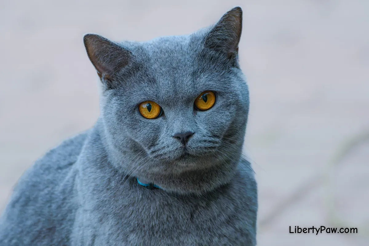 Top 50 Pure Bred Cat Guide