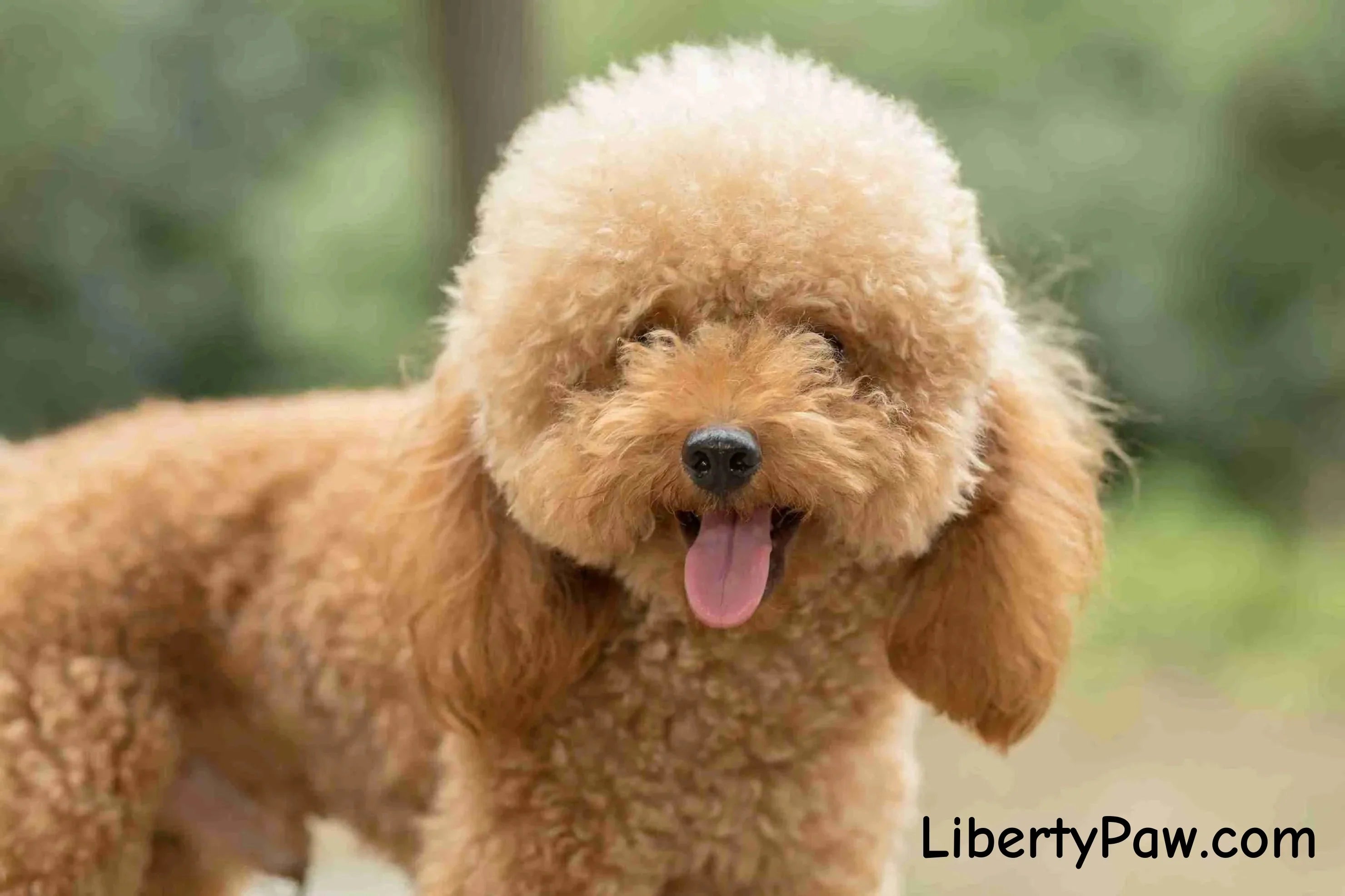 Poodle