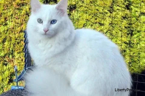 Turkish Angora Cat