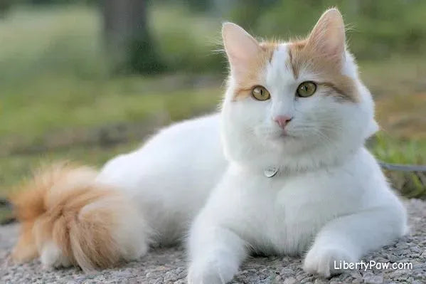 Turkish Van