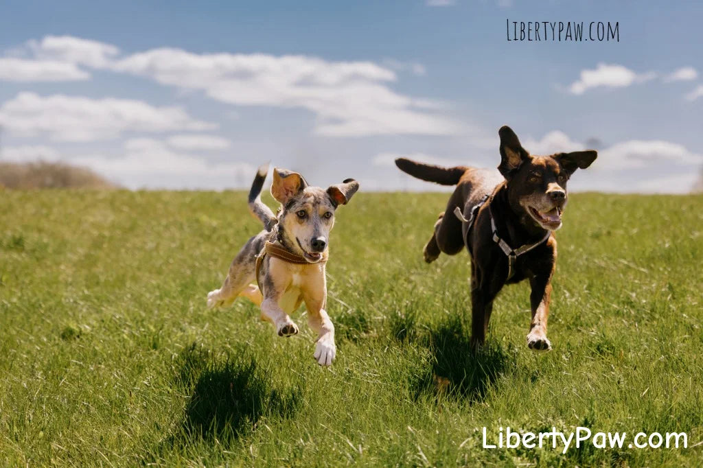Two happy dogs running across a field — eco-friendly USA-made dog toys
