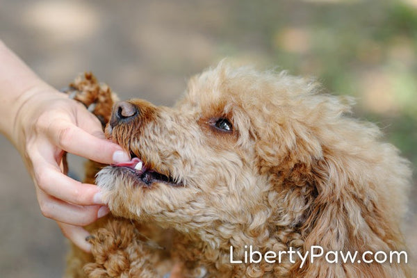 Guide to USA Manufactured Dog Supplements