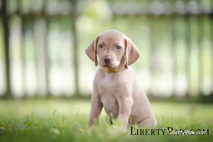 Ultimate Vizsla Guide: Traits, Care, Training & Health Tips