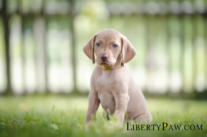 Ultimate Vizsla Guide: Traits, Care, Training & Health Tips