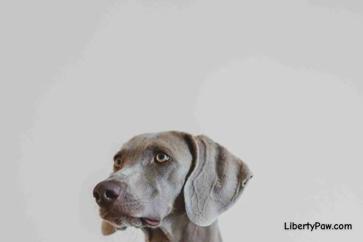 Ultimate Weimaraner Guide: Traits, Care, Training & Health Tips