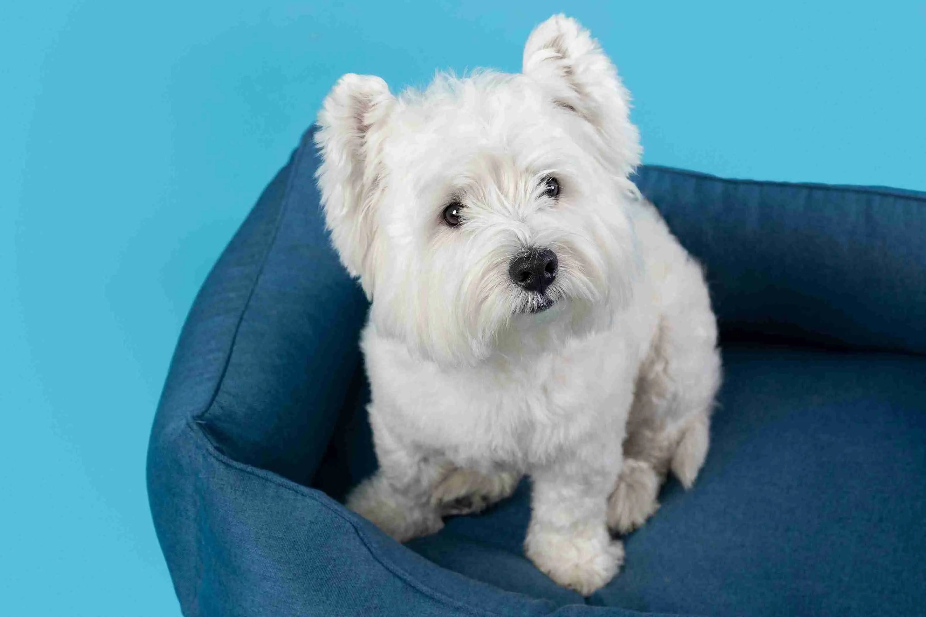  west highland white terrier​