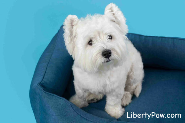 Ultimate West Highland White Terrier Guide: Traits, Care, Training & Health Tips