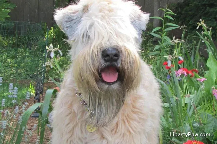 Ultimate Soft Coated Wheaten Terrier Guide: Traits, Care, Training & Health Tips