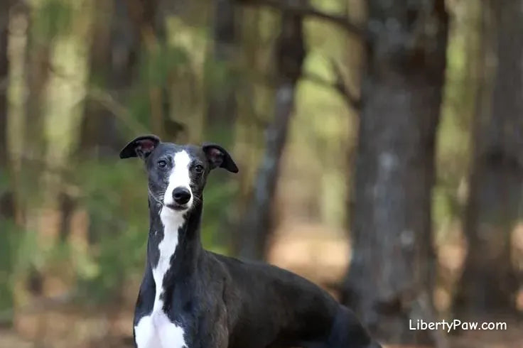 Ultimate Whippet Guide: Traits, Care, Training & Health Tips