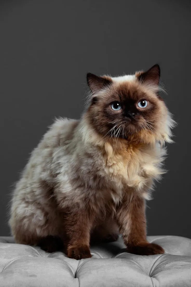 white-himalayan-cat​-sitting-on-sofa