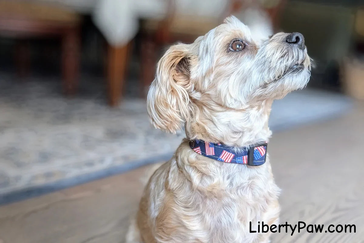 The Rise of Patriotic Pet Accessories: Why Choose Made-in-USA Collars?