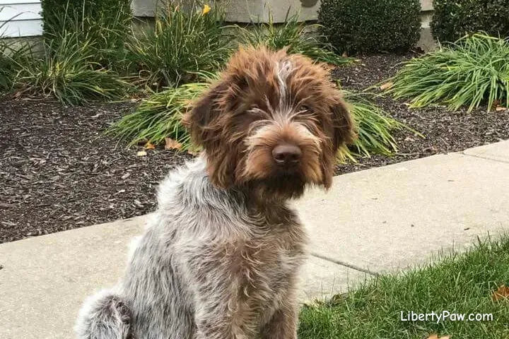 Ultimate Wirehaired Pointing Griffon Guide: Traits, Care, Training & Health Tips
