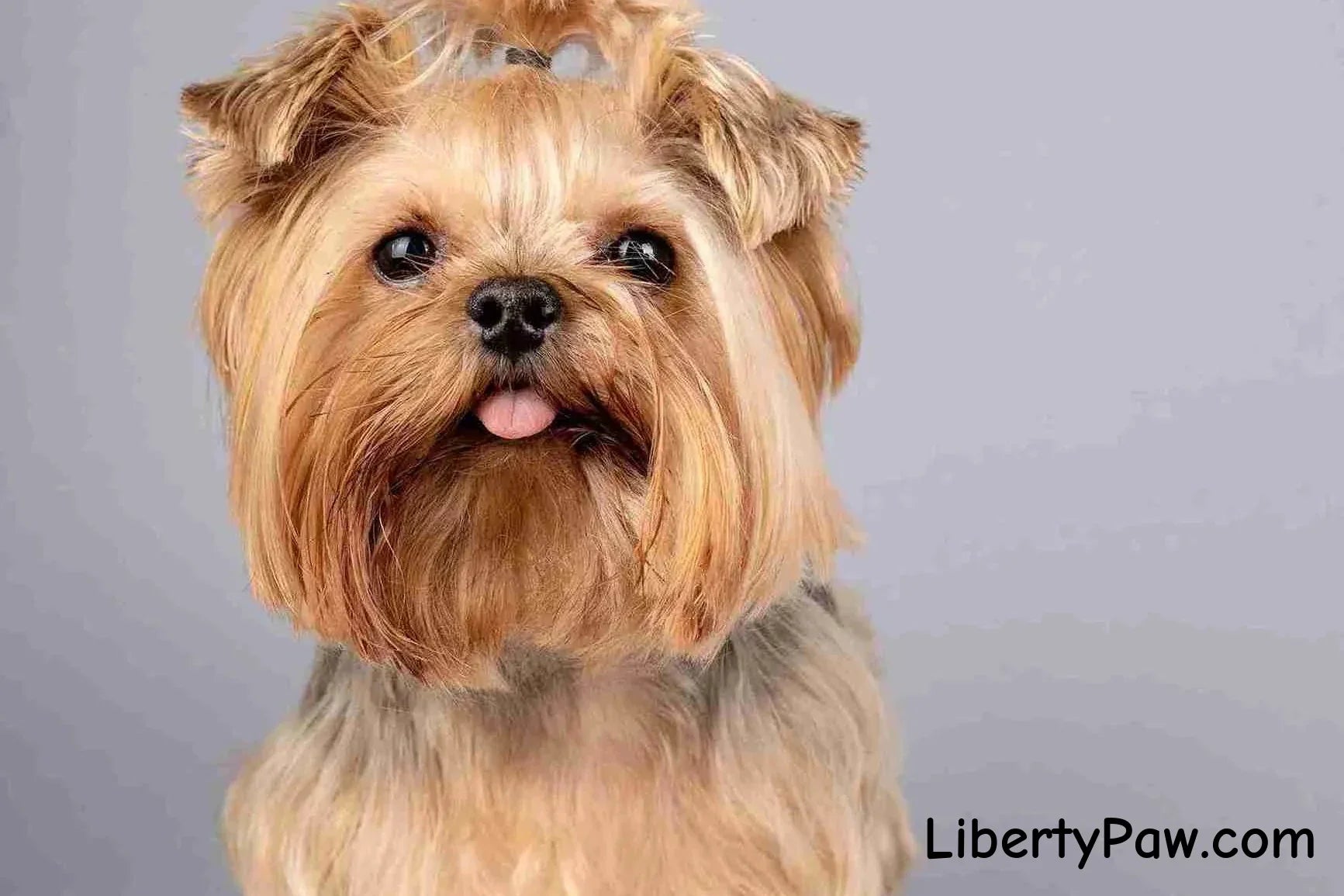 The Yorkshire Terrier Companion Guide