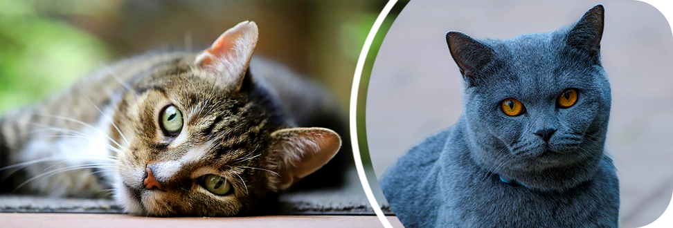 Cat with pretty green eyes lying on side and grey-blue cat with orange eyes