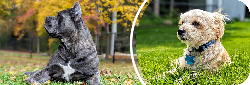 a black corso and sable mokie dog on grass
