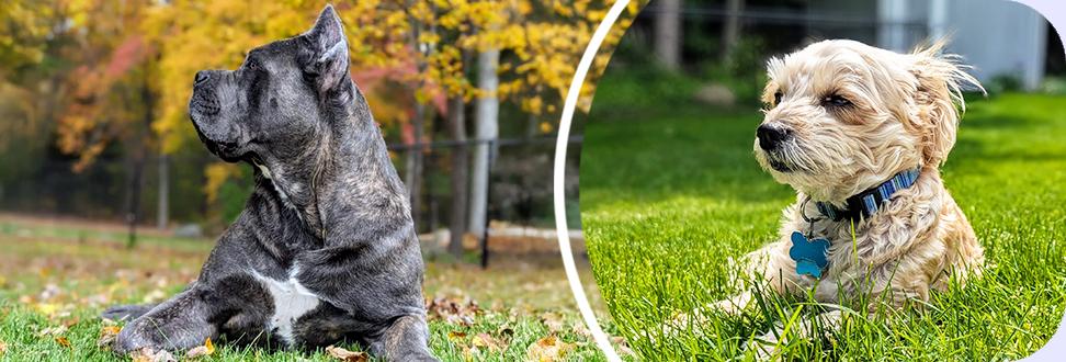 Morkie-wearing-collar with tags and Cane Corso