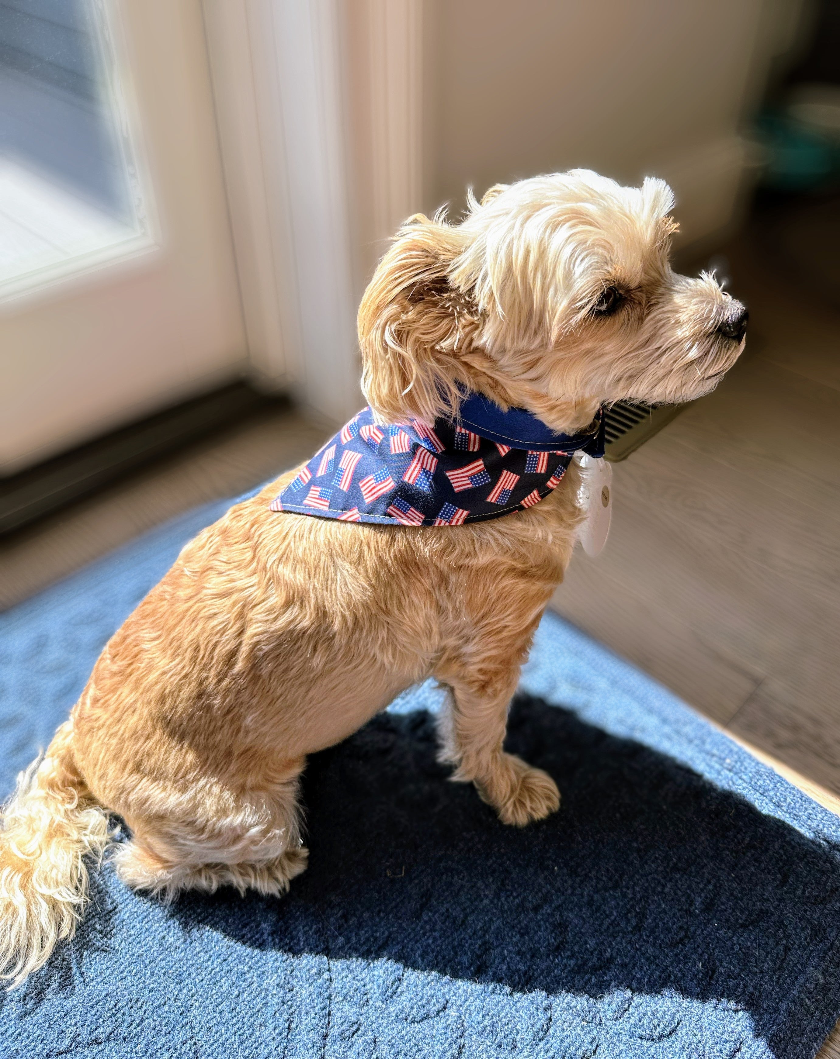 Morkie-wearing-American-flag-bandana