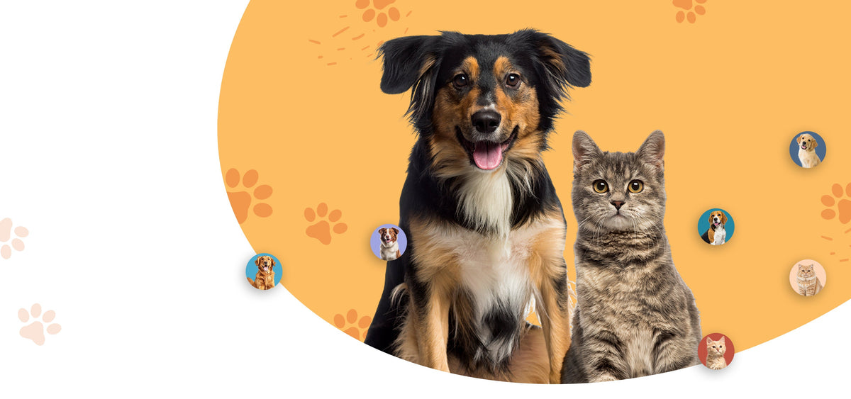 Border collie dog and grey tabby cat sitting together — multi-species grooming with American-made undercoat rakes