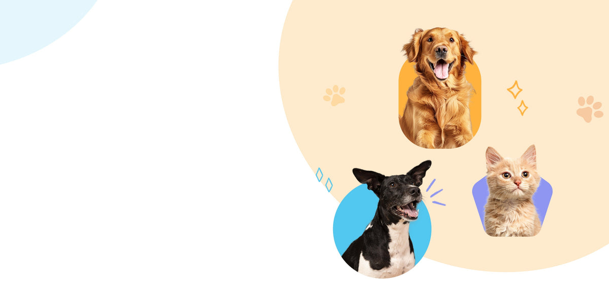 Golden retriever, black-and-white dog, and orange kitten — multi-species grooming with American-made detangling combs
