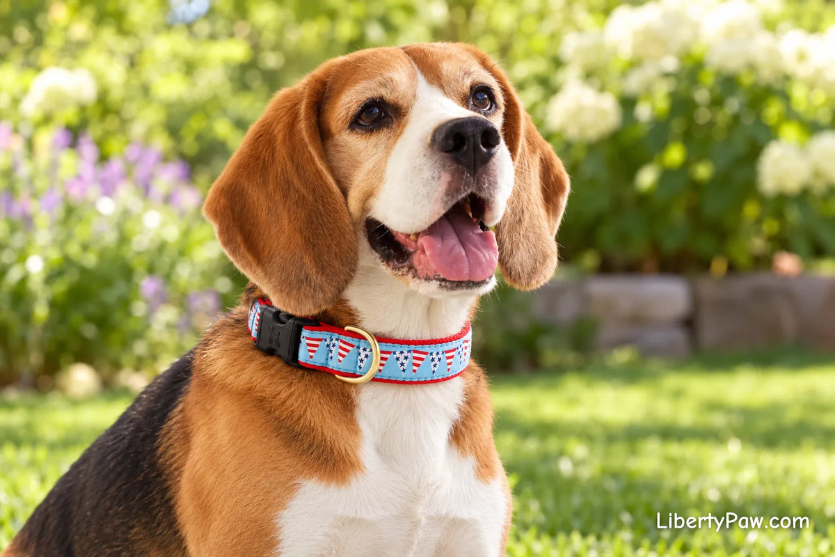 Beagle wearing UpCountry Party in the USA Dog Collar