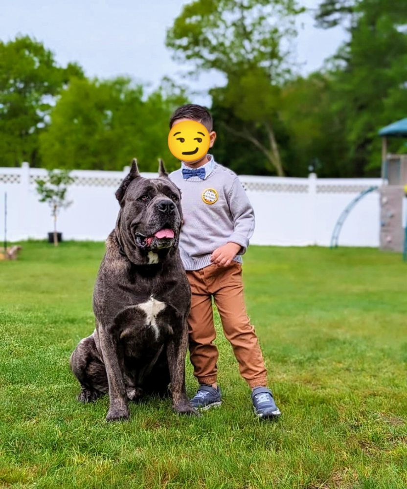Cane-Corso-with-child