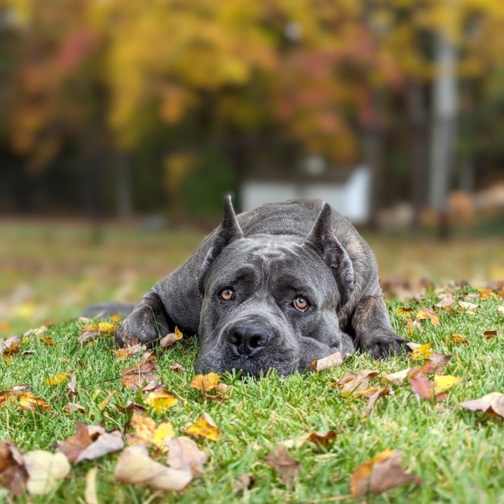 cane-corso-laying-on-grass