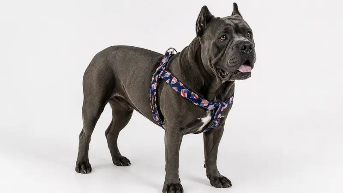Gray Cane Corso standing in a studio wearing a navy American flag print harness