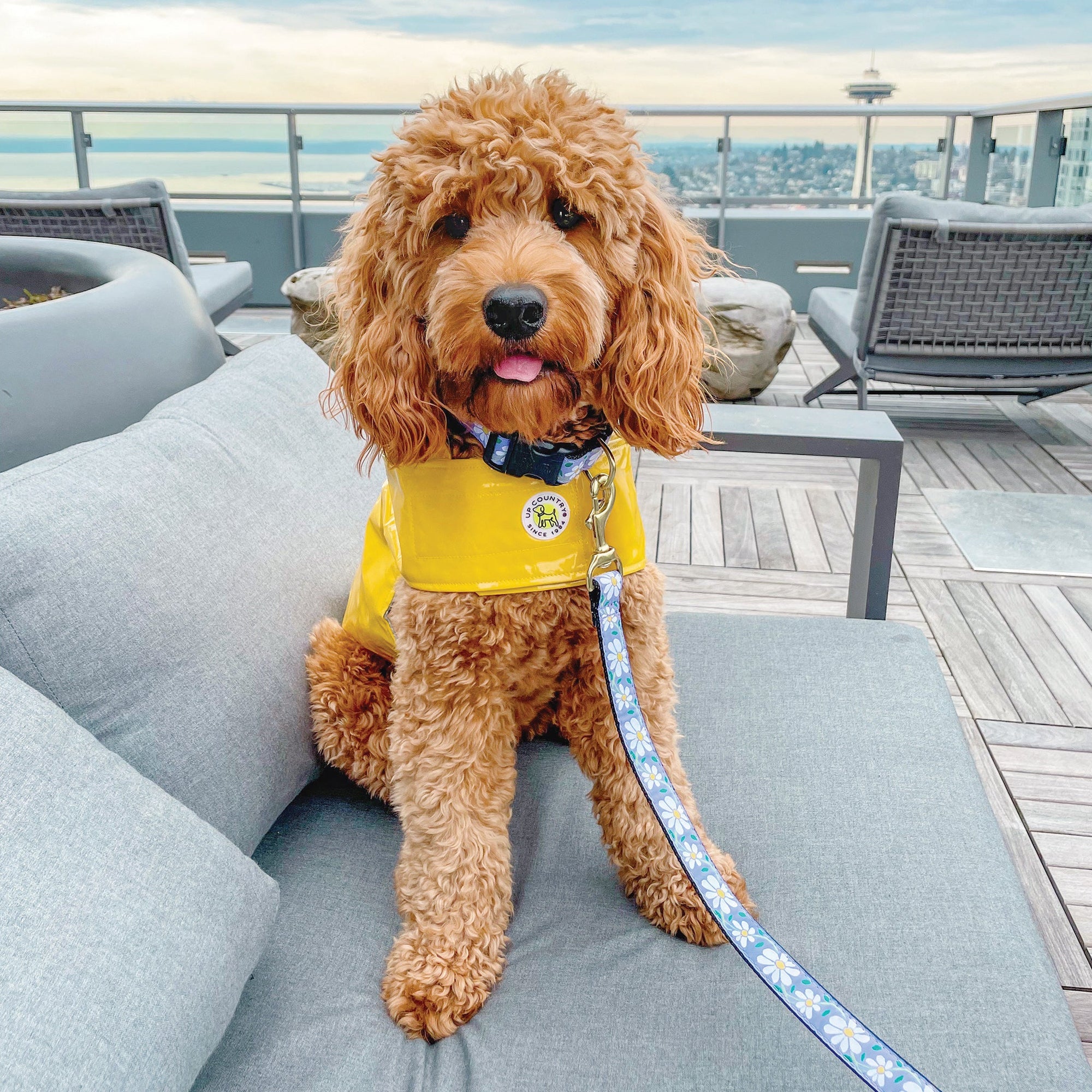 Daisy Dog Lead