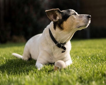 Hand-Crafted Dog Collars Made in USA