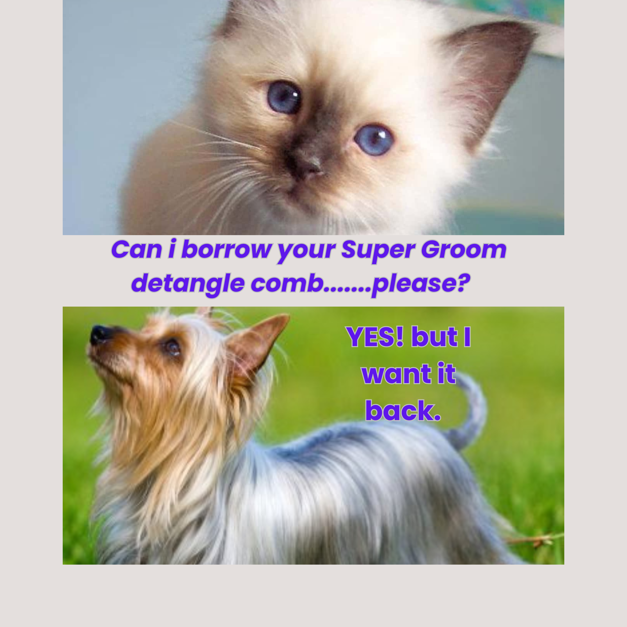 Cat and dog with humorous text about grooming tools