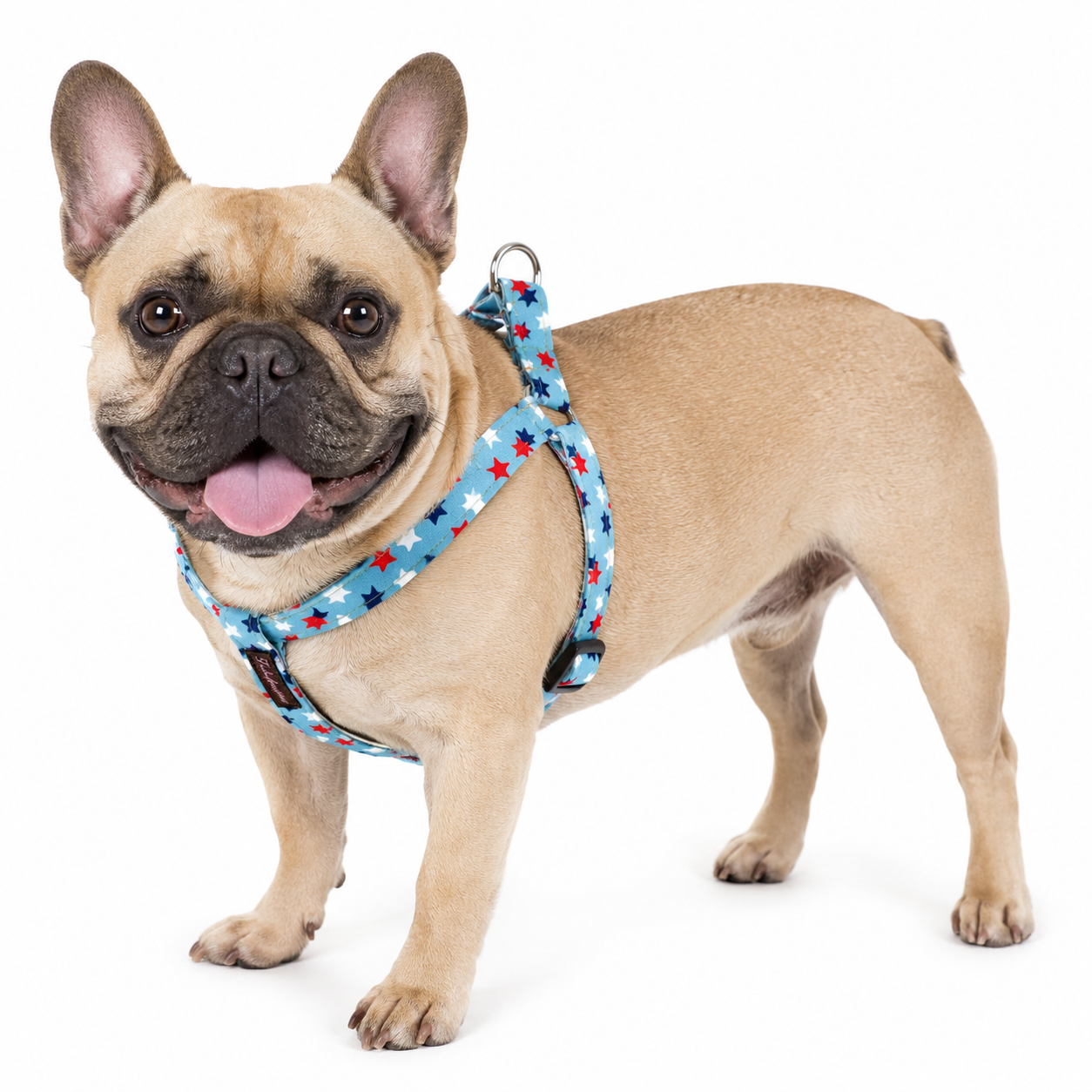 Smiling fawn French Bulldog wearing a light blue step-in harness with red, white and navy stars