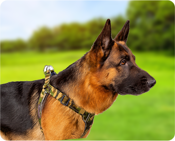 Handcrafted Dog Harnesses Made in USA