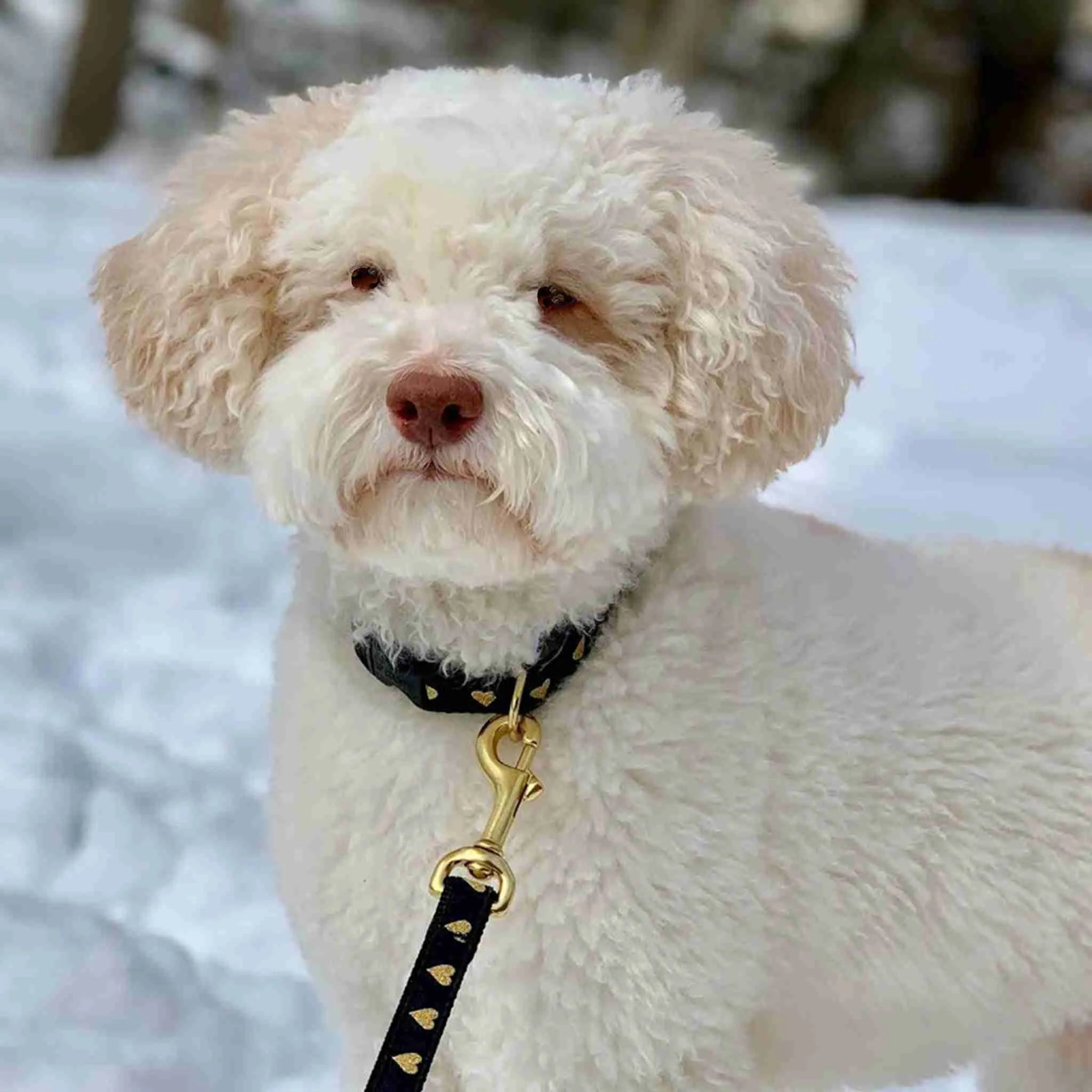 Dog wearing Heart of Gold Dog Lead in the snow