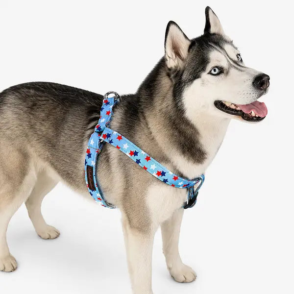 Husky with blue eyes wearing a light blue harness with red, white and navy stars