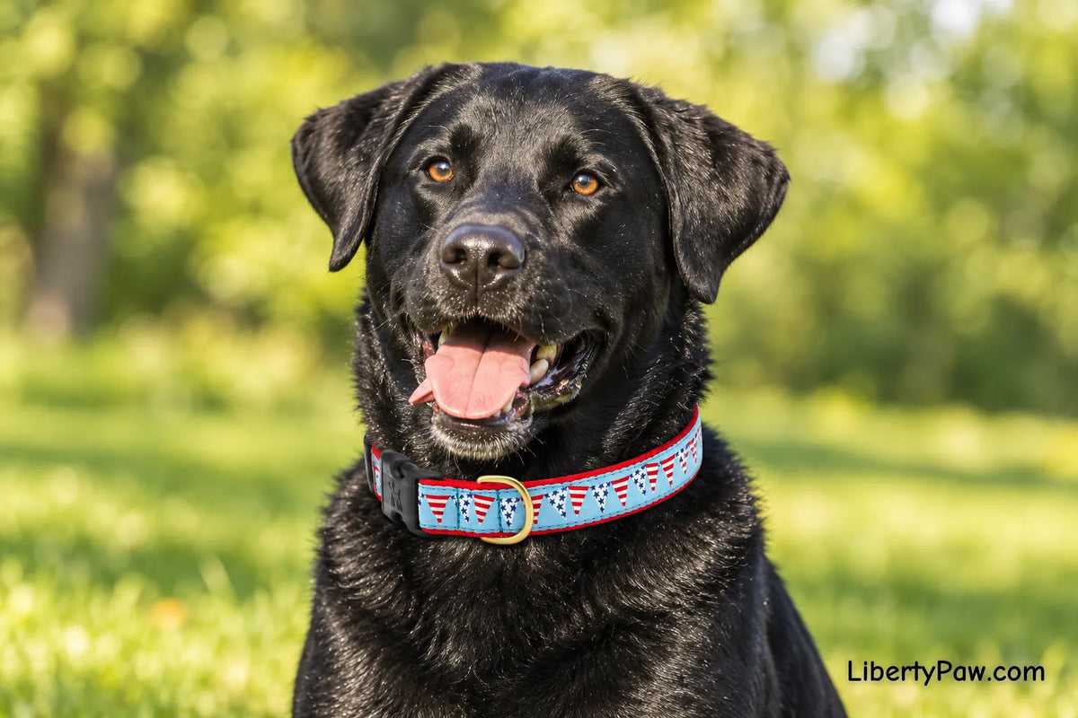 Labrador Retriever wearing UpCountry Party in the USA Dog Collar