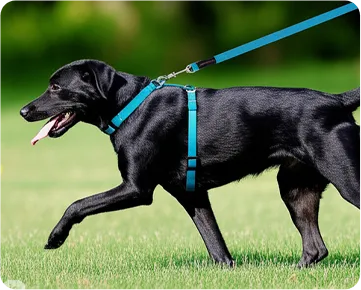 Handcrafted American-Made Dog Leashes