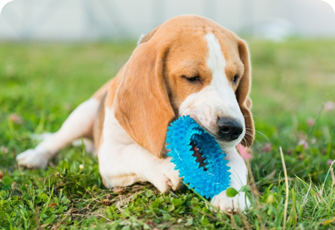 Toys, Gear and  Accessories